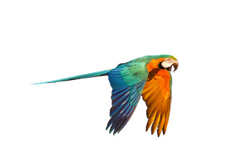 Colorful flying parrot isolated on transparent background.