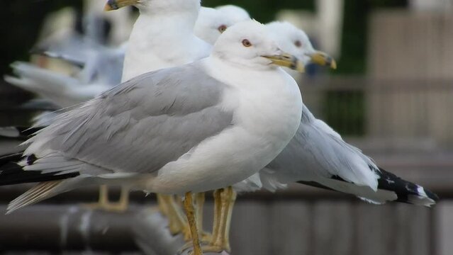 Pigeons Lined Up In Row Sitting On Outdoor Metal Rail Looking Around 