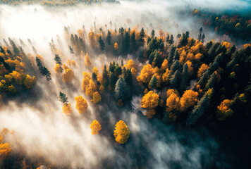 Fototapeta na wymiar An aerial picture of a vibrant mixed woodland on a gorgeous fall day is covered in morning fog. Generative AI