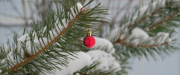 The defocused background of Fir green branches are decorated with small red ball. Selective focus. Snow-covered spruce pine branches.