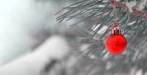 The defocused background of Fir green branches are decorated with small red ball. Selective focus. Snow-covered spruce pine branches.