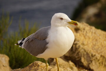Obraz premium gaviota