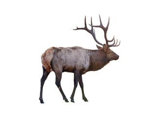 Largest brown Elk with horn standing in the forest at national park - 553397628