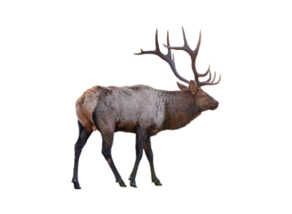 Largest brown Elk with horn standing in the forest at national park