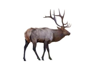 Foto op Aluminium Largest brown Elk with horn standing in the forest at national park © Mumemories