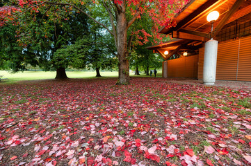 Dry red maple foliage fall on the floor in garden on autumn