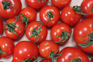 畑で採れたて新鮮トマトが並ぶ