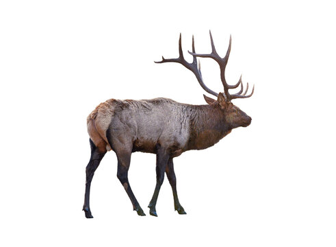 Largest brown Elk with horn standing in the forest at national park