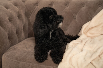 Cute black toy poodle lying on sofa