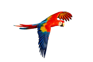 Colorful flying parrot isolated on transparent background.