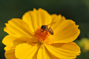 bee on flower macro