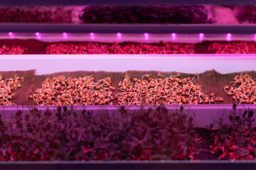 Germinating pea seeds without soil under LED grow light in hydroponic garden. Microgreens growing hydroponically in vertical racks under artificial lighting. Vertical farming, indoor gardening systems - obrazy, fototapety, plakaty