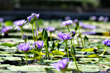 purple lotus flower