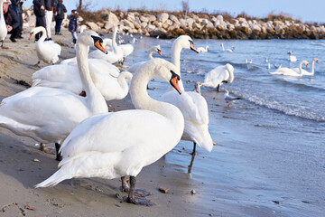Swans and seagulls on seashore
