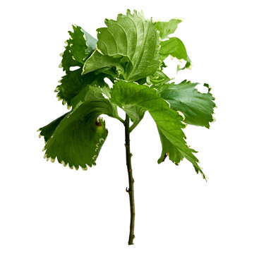 Plant acalypha wilkesiana or aralia on a transparent background isolate