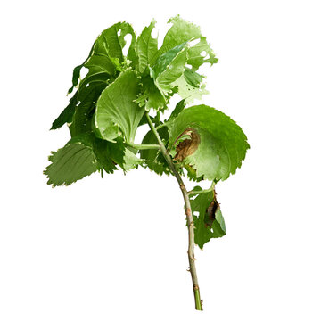 Plant acalypha wilkesiana or aralia on a transparent background isolate