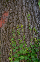 bark of a tree, Hedera helix