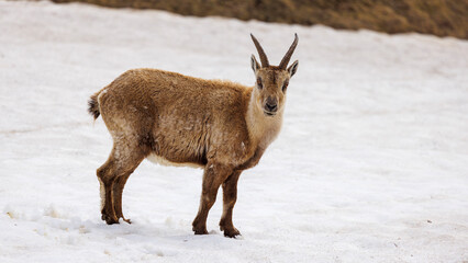 Portrait of an ibex on a snowy background