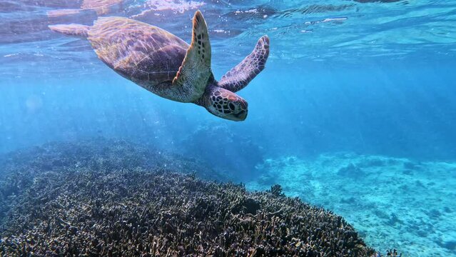 Closeup Of Green Sea Turtle Swimming Down After Taking A Breath. - underwater, front view