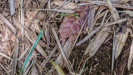 dry leaves on ground as background