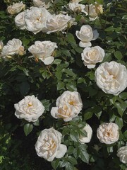 Obraz na płótnie Canvas Elegant aesthetic white rose bush with flowers and leaves