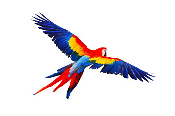 Fototapeta premium Colorful flying parrot isolated on transparent background.