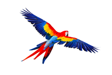 Colorful flying parrot isolated on transparent background.