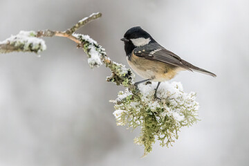 Cute coal tit sitting on a branch