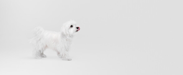 Studio image of cute white Maltese dog posing, calmly walking isolated over light background. Flyer image