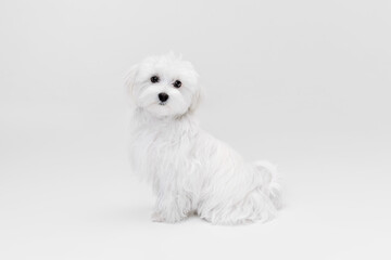 Studio image of cute white Maltese dog posing, calmly sitting and looking at camera isolated over light background