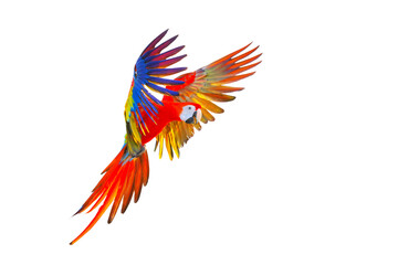 Fototapeta premium Scarlet macaw parrot flying isolated on transparent background png file
