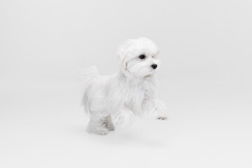 Studio image of lovely white Maltese dog posing, running isolated over light background