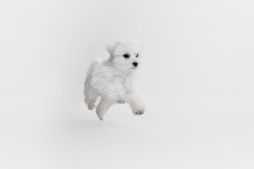 Studio image of cute white Maltese dog posing, running and jumping isolated over light background
