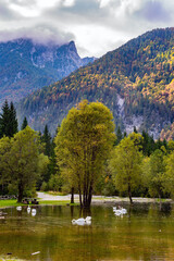 Fototapeta premium Magnificent snow-white swans