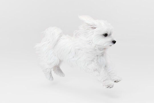 Studio image of cute white Maltese dog posing isolated over light background. In a run