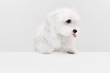 Studio image of cute white Maltese dog posing with tongue sticking out isolated over light background