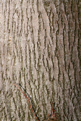 bark of a tree