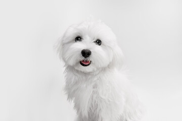 Studio image of cute white Maltese dog posing with cheerful smile isolated over light background