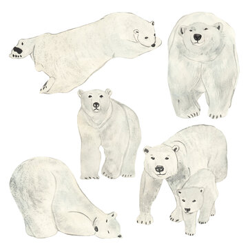 Polar bear set. Watercolor illustration isolated on white background. Sketch animal. Cute wild bear. Picture. Image
