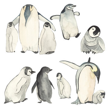 Watercolor cute animals set.Penguin.Hand-painted woodland wildlife.