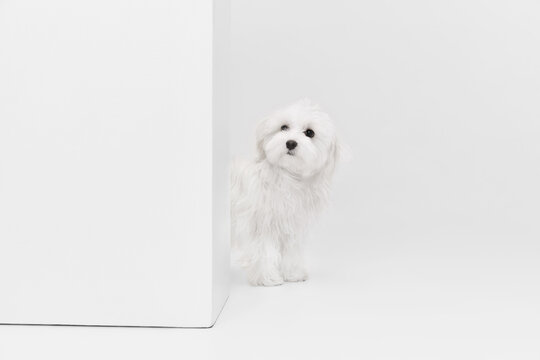 Studio image of cute white Maltese dog posing, peeking out the corner isolated over light background