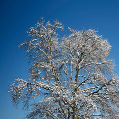 Natur im Winter. Baum mit kahlen Zweigen, die mit Schnee bedeckt sind unter blauem Himmel