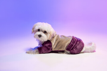 Studio image of cute white Maltese dog posing, lying isolated over gradient blue purple background in neon light
