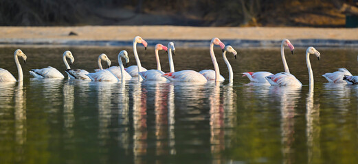 A flock of flamingos in early morning