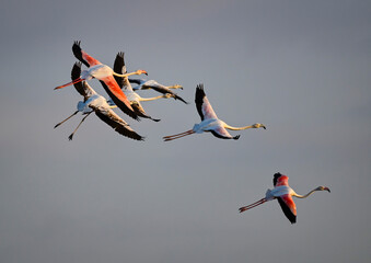 A flock of flamingos in early morning