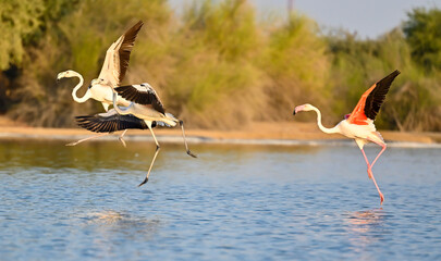 A flock of flamingos in early morning