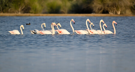 A flock of flamingos in early morning