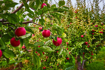 Branches of apple orchard covered in fresh red apples