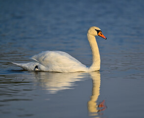 swan, grebe, coromorat, blue heron in nature