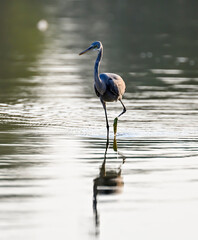 swan, grebe, coromorat, blue heron in nature